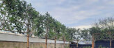 Bomen